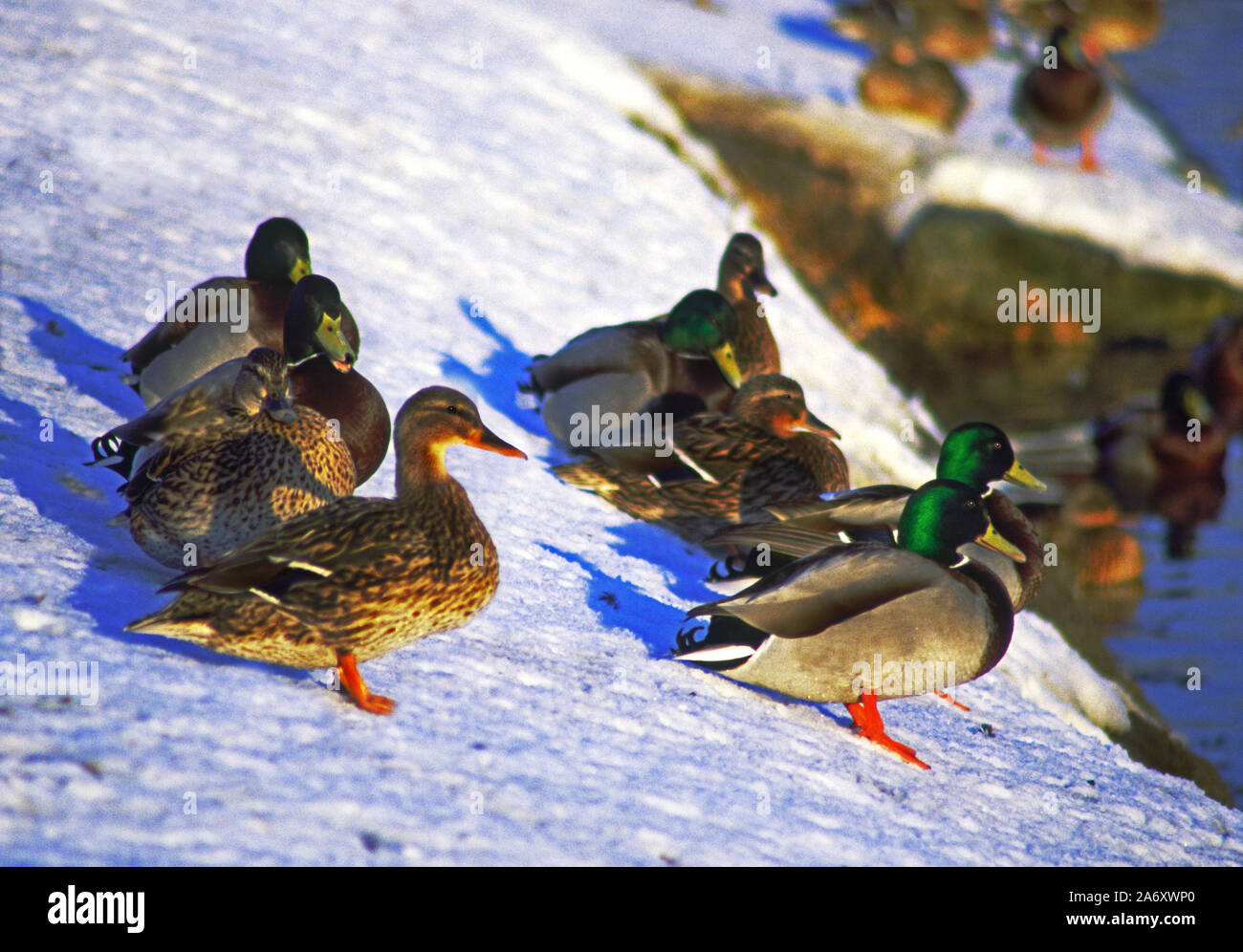 Mallard 'Anas platyrhynchos'  Group of birds on a snow bank. Wildfowl & Wetlands Trust. Washington. Tyne & Wear. England. Stock Photo