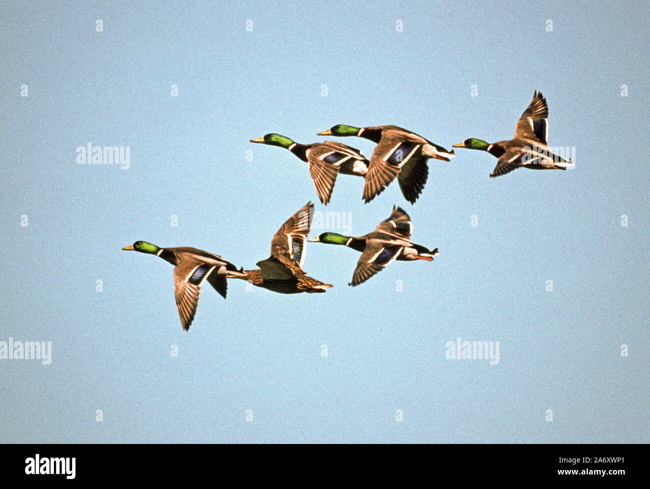 Mallard 'Anas platyrhynchos'  5 males & 1 female in courtship flight. Wildfowl & Wetlands Trust. Washington. Tyne & Wear. England. Stock Photo
