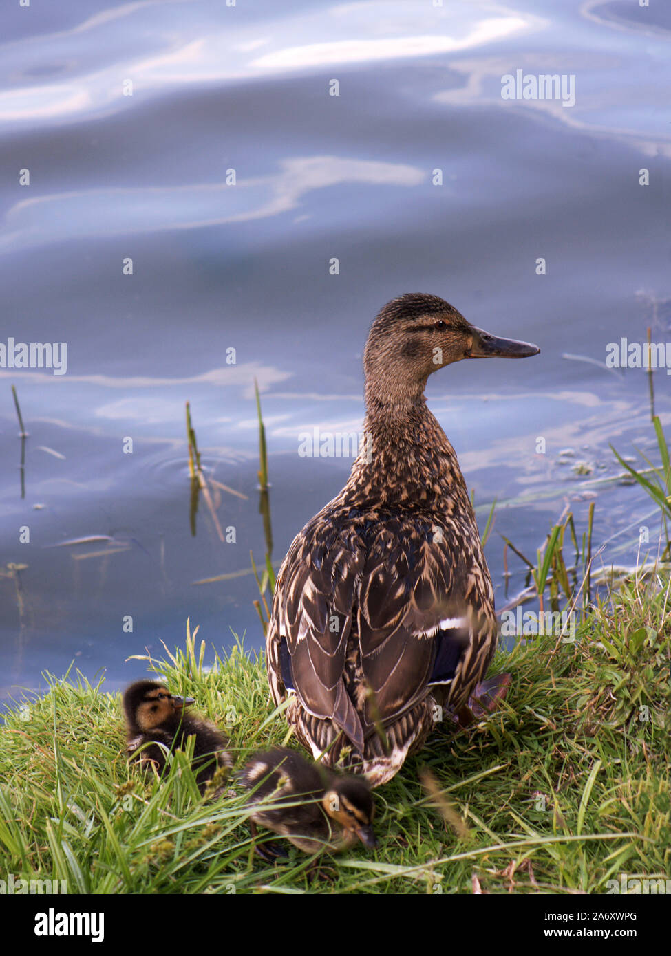 Mallard 'Anas platyrhynchos'  Female with ducklings at the Wildfowl & Wetlands Trust. Washington. Tyne & Wear. England. Stock Photo