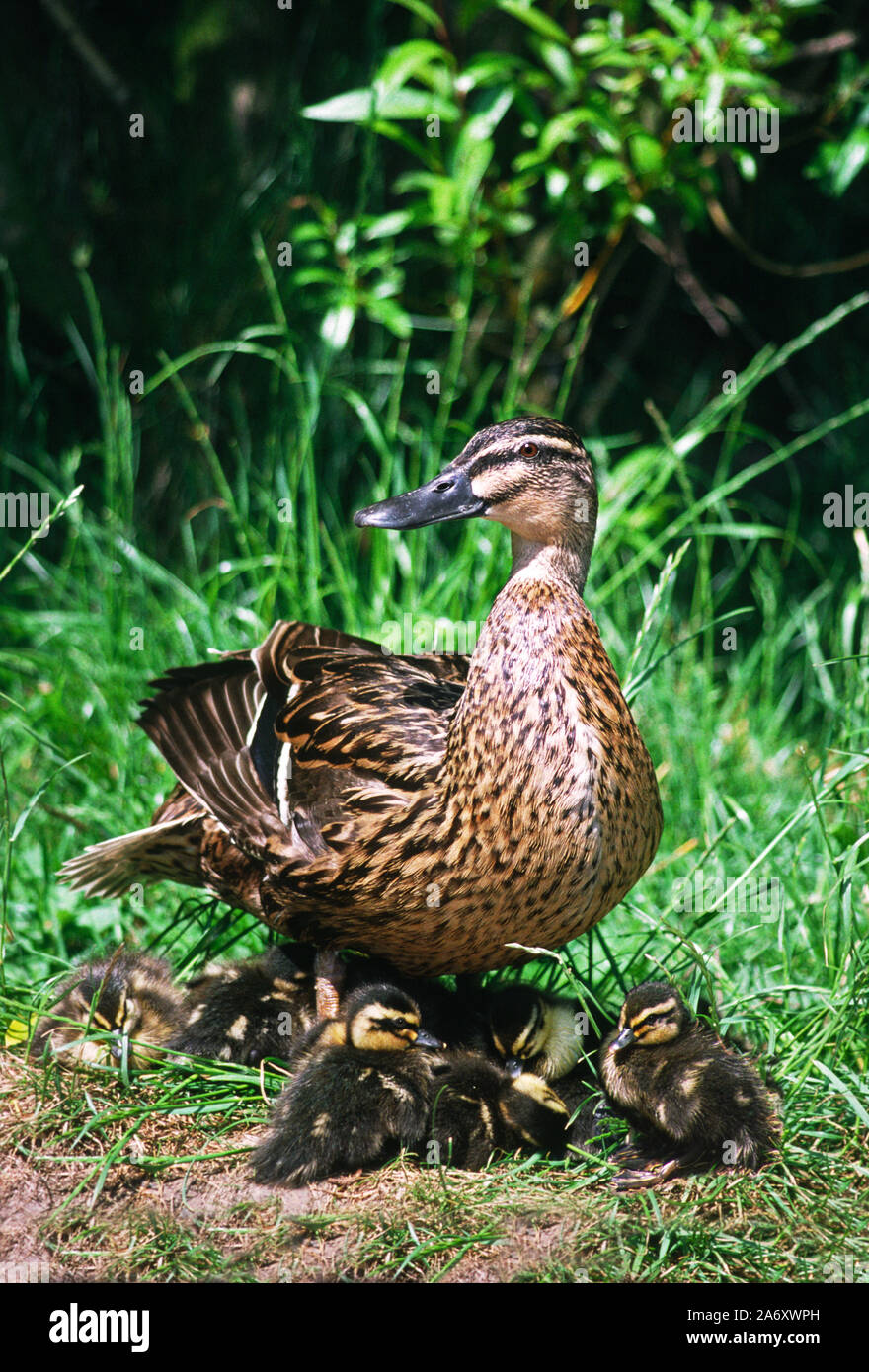 Mallard 'Anas platyrhynchos'  Female with ducklings at the Wildfowl & Wetlands Trust. Washington. Tyne & Wear. England. Stock Photo