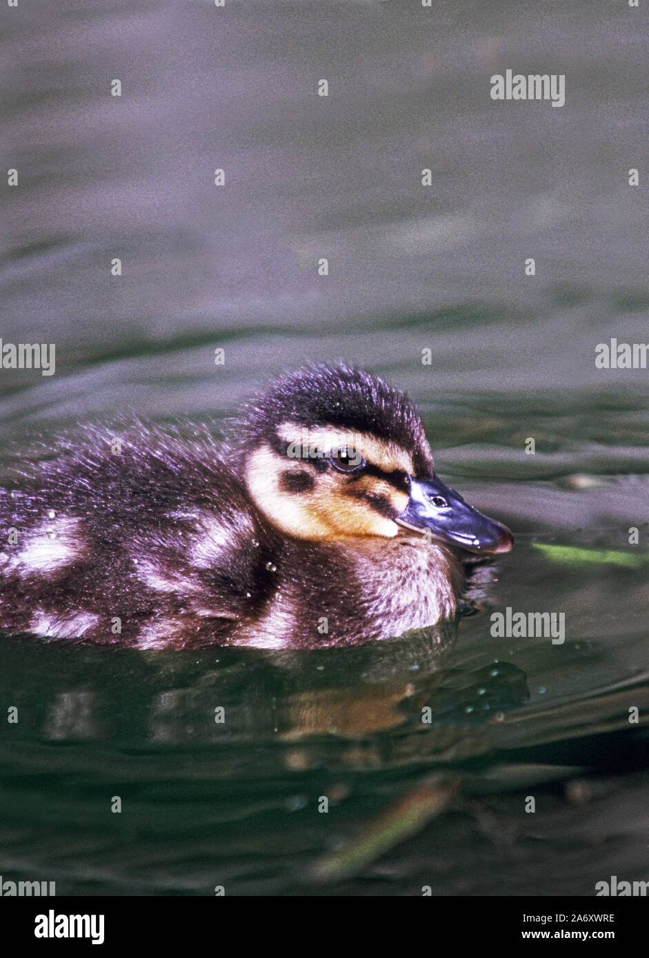 Mallard 'Anas platyrhynchos'  Duckling at the Wildfowl & Wetlands Trust. Washington. Tyne & Wear. England. Stock Photo