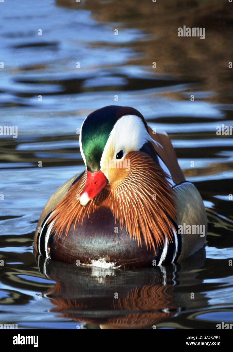Mandarin Duck. 'Aix galericulata' Wildfowl & Wetlands Trust. Washington. Tyne & Wear. England. Stock Photo