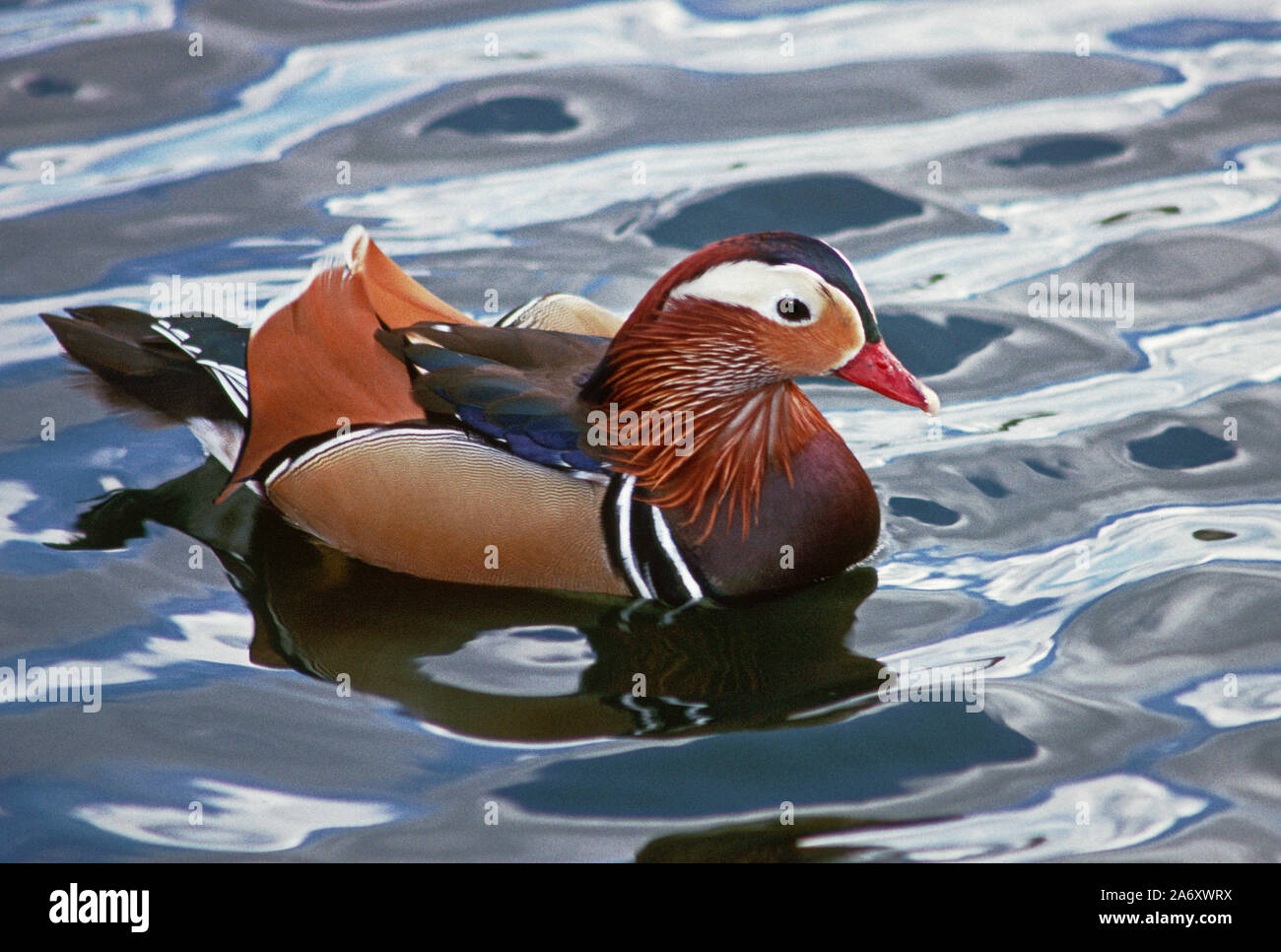 Mandarin Duck. 'Aix galericulata' Wildfowl & Wetlands Trust. Washington. Tyne & Wear. England. Stock Photo