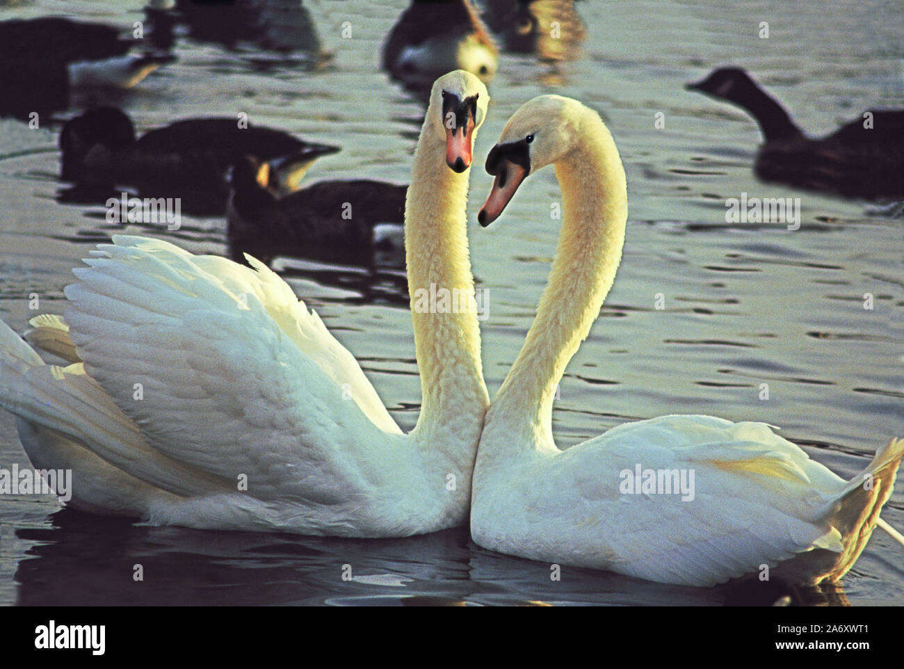 Mute Swan 'Cygnus olor' Pair in mating display. Wildfowl & Wetlands Trust. Washington. Tyne & Wear. England. Stock Photo