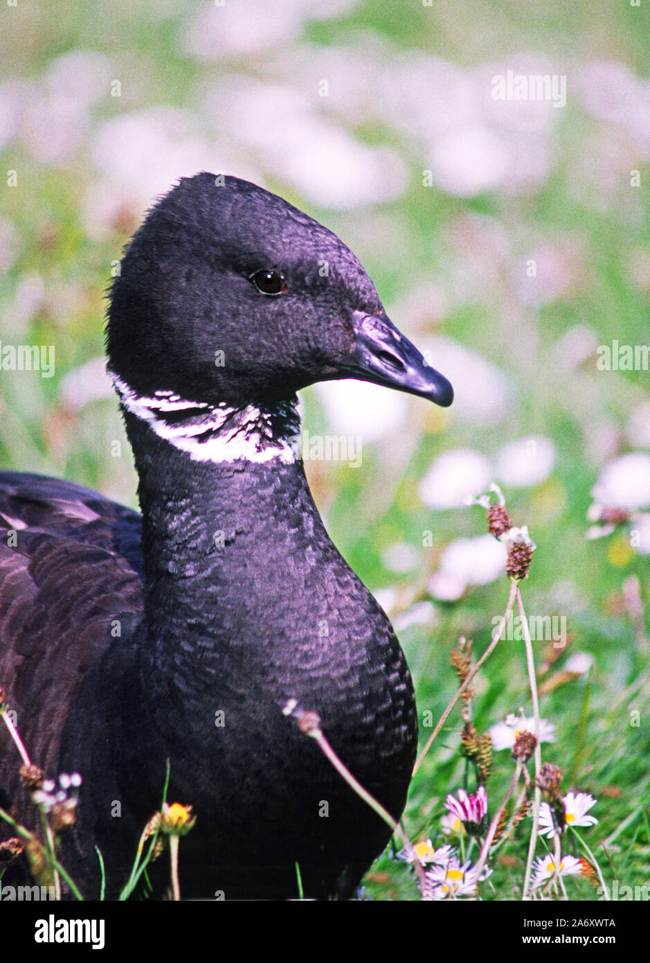Pacific Brent Goose or Black Brant 'Branta bernicla orientalis'.Adult.Wildfowl & Wetlands Trust. Washington. Tyne & Wear. England. Stock Photo