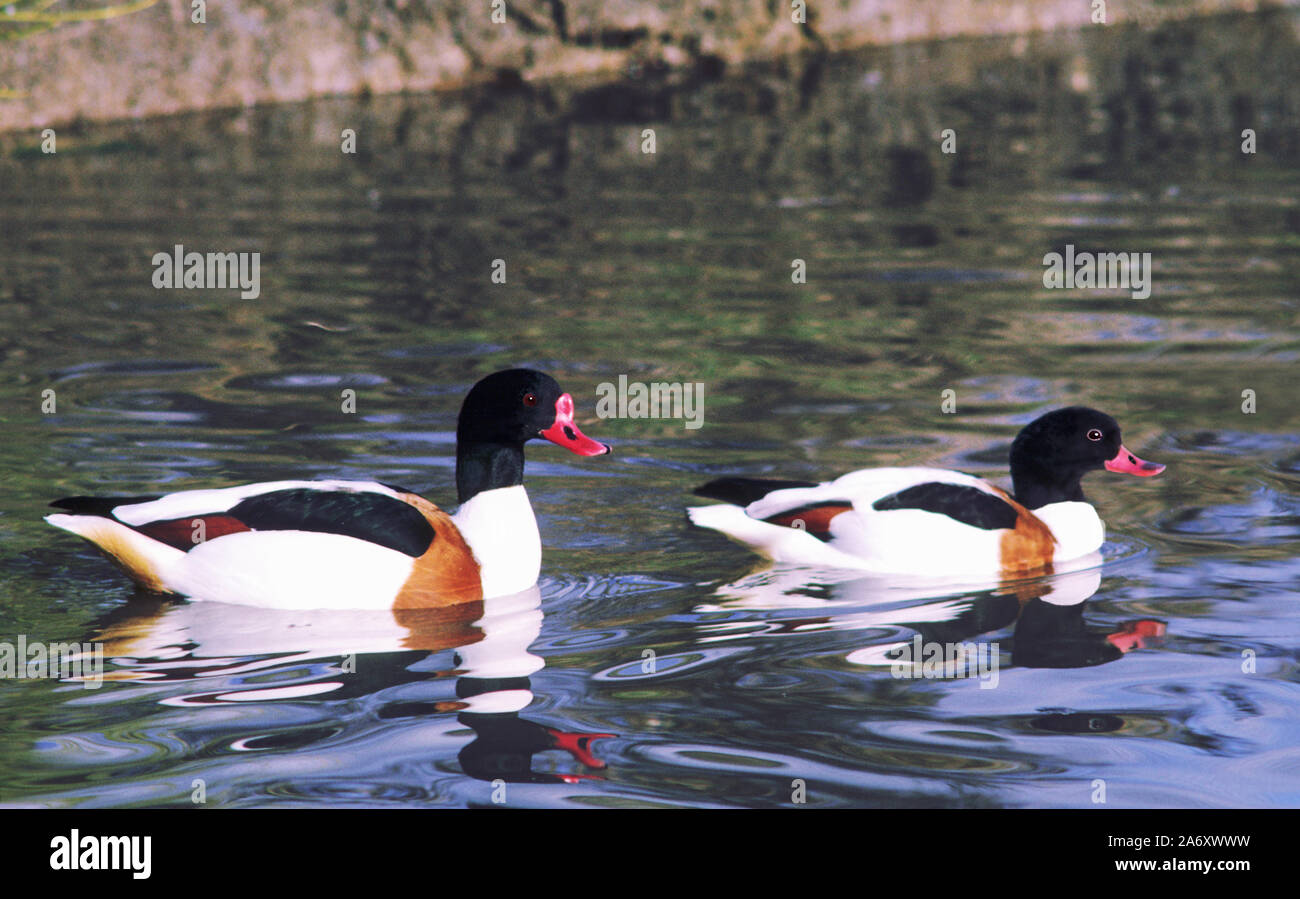 Shelduck 'Tadorna tadorna'.Male & female in breeding plumage at the Wildfowl & Wetlands Trust. Washington. Tyne & Wear. England. Stock Photo