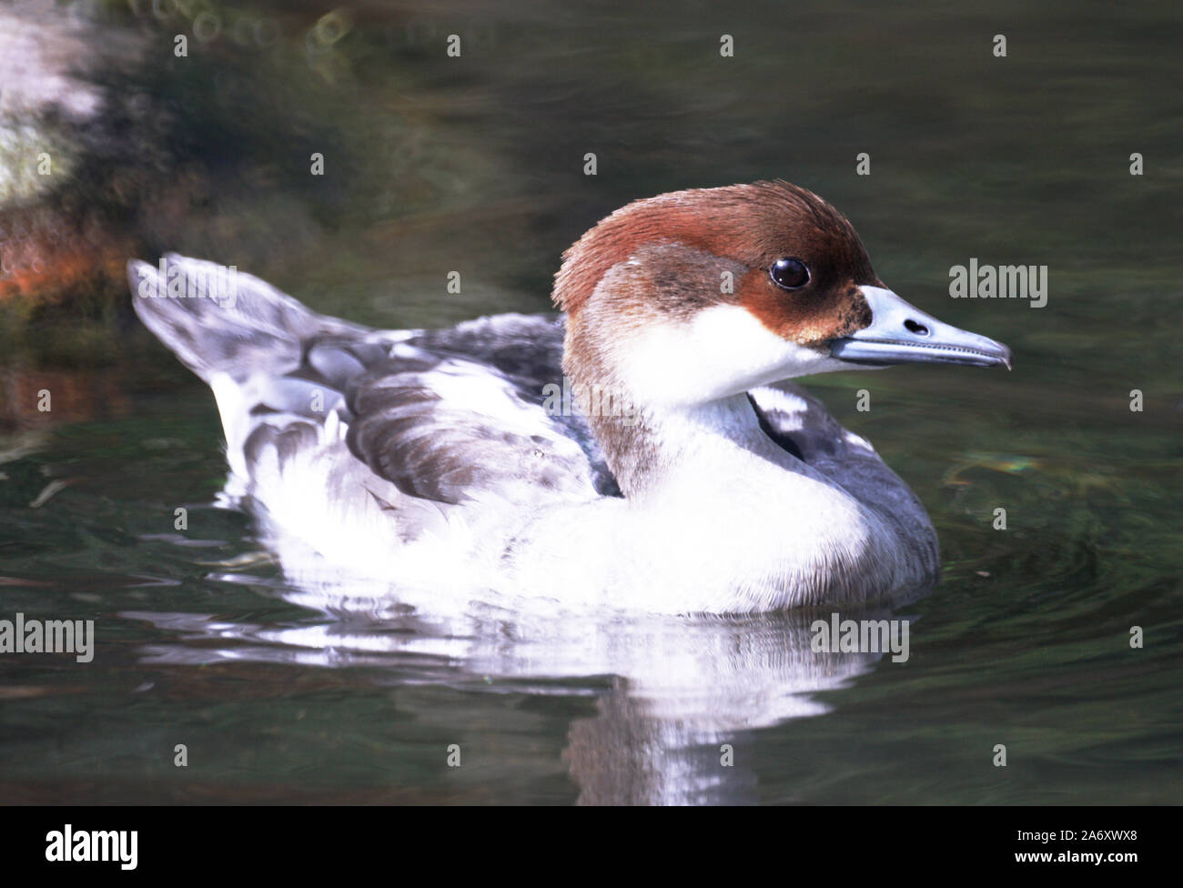 Smew 'Mergus albellus' Female on the water.Wildfowl & Wetlands Trust. Washington. Tyne & Wear. England. Stock Photo