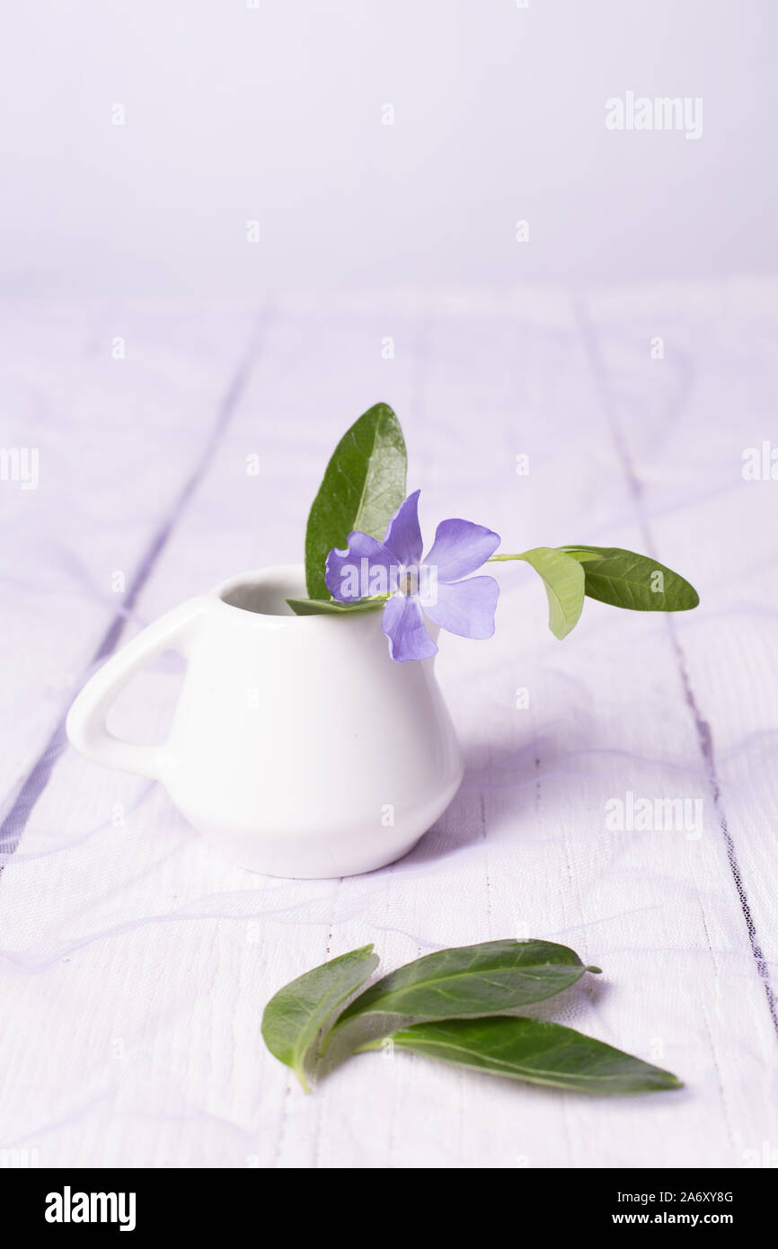 Beautiful spring flowers on a white background Stock Photo - Alamy
