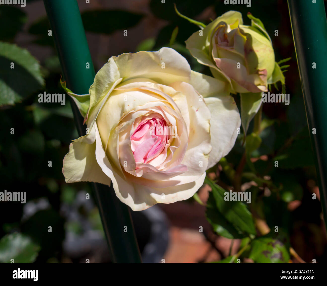 Beautiful pale pink white heritage rosa species with scented flowers