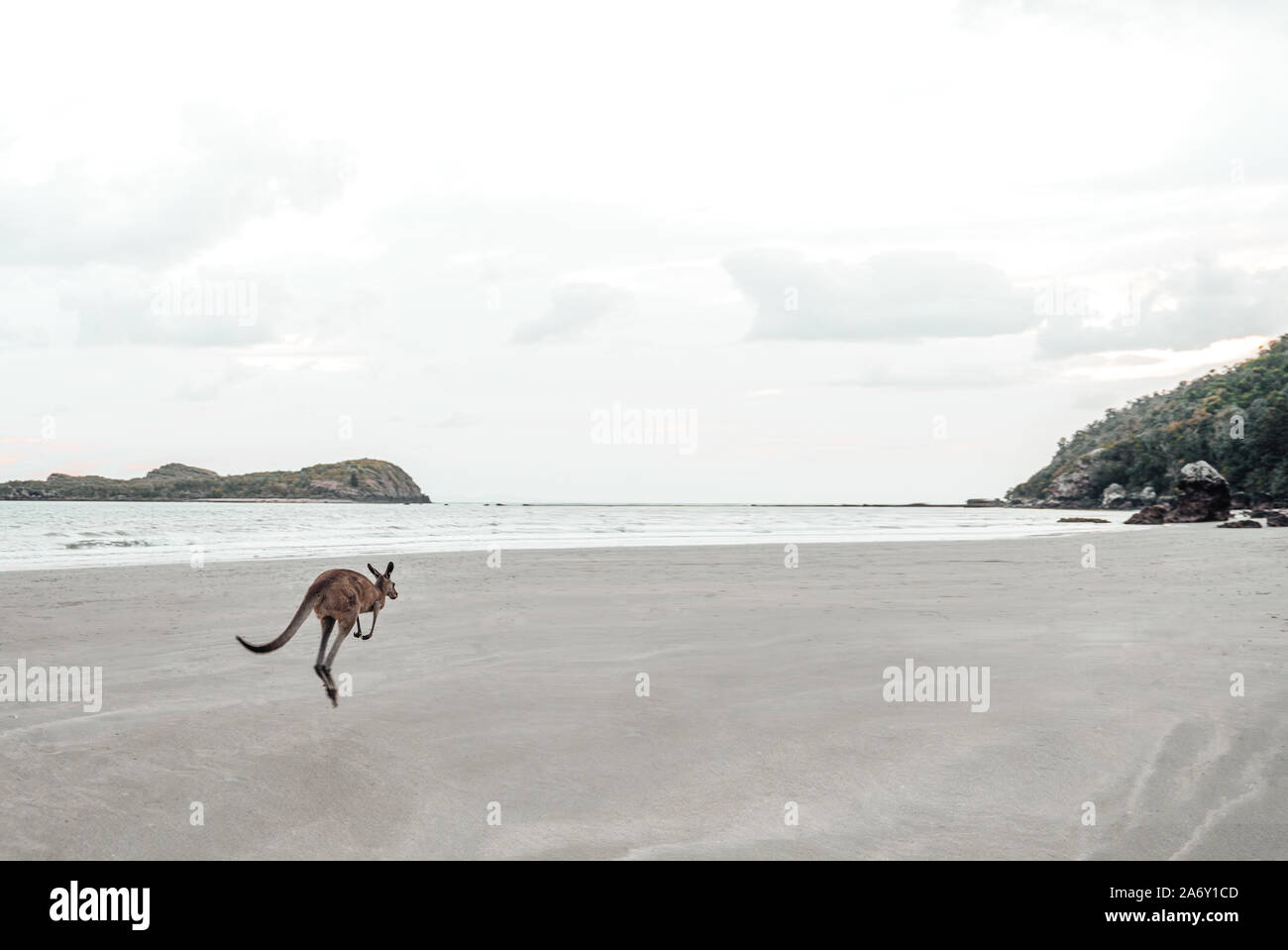 Kangaroo jumps away at the Ocean on the Beach Stock Photo