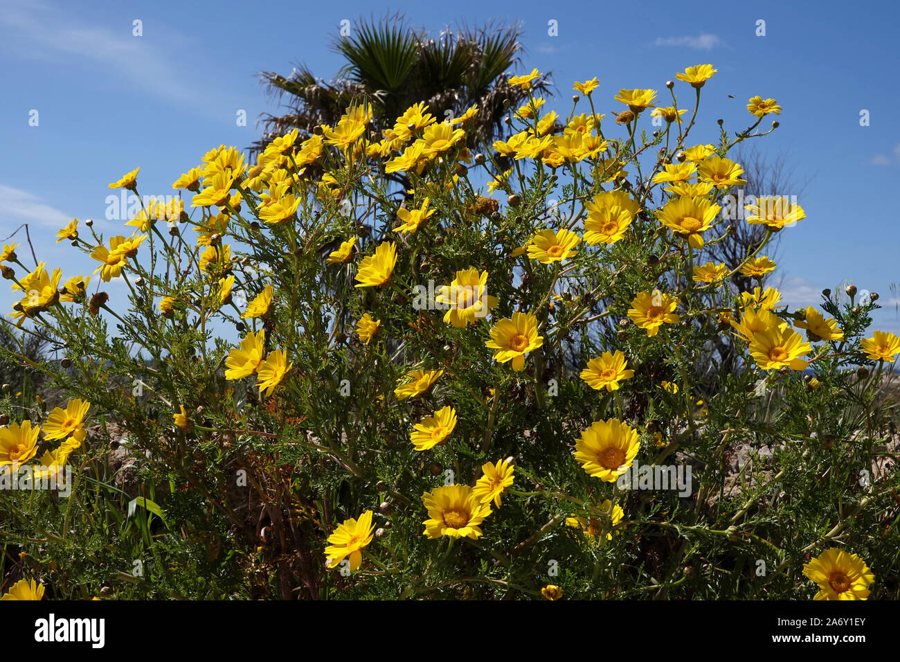 Yellow daisies Stock Photo Alamy