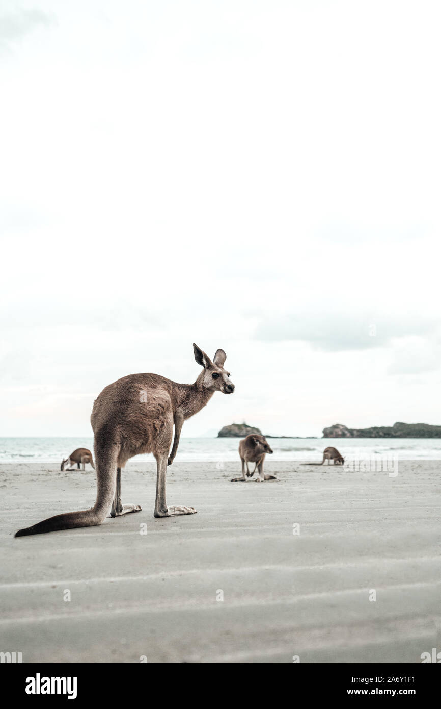 Kangaroo watches you at the Ocean on the Beach Stock Photo