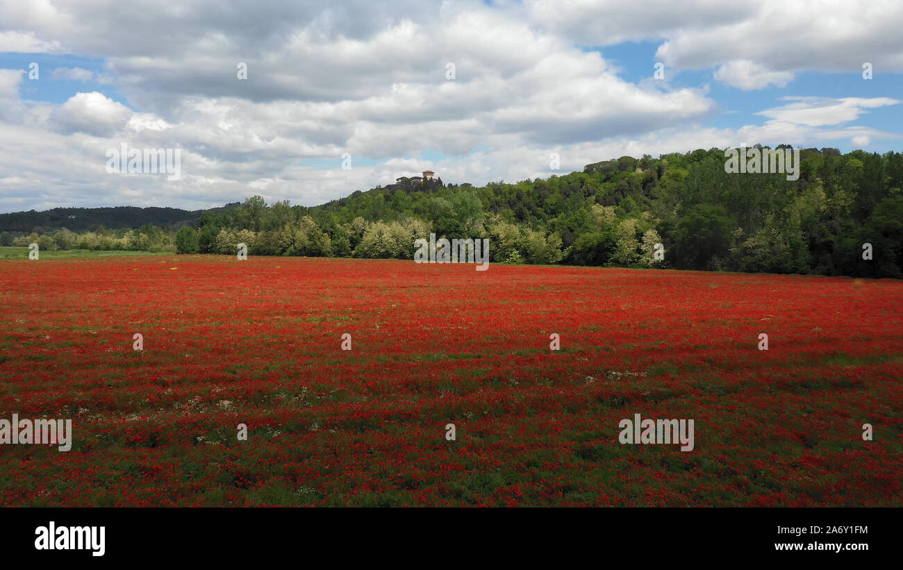 Italy, poppies Stock Photo