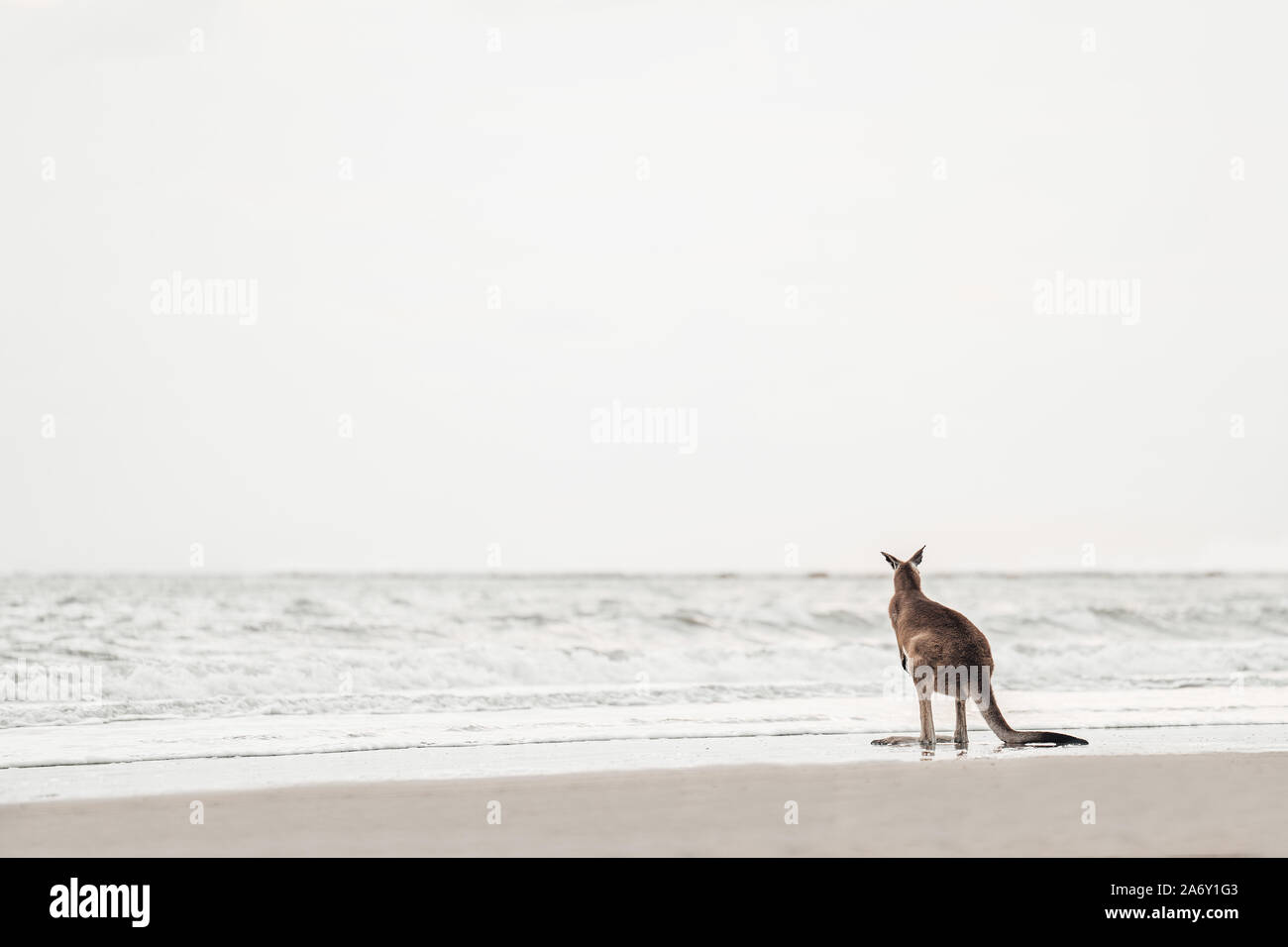 Kangaroo watches the Ocean at the Beach Stock Photo