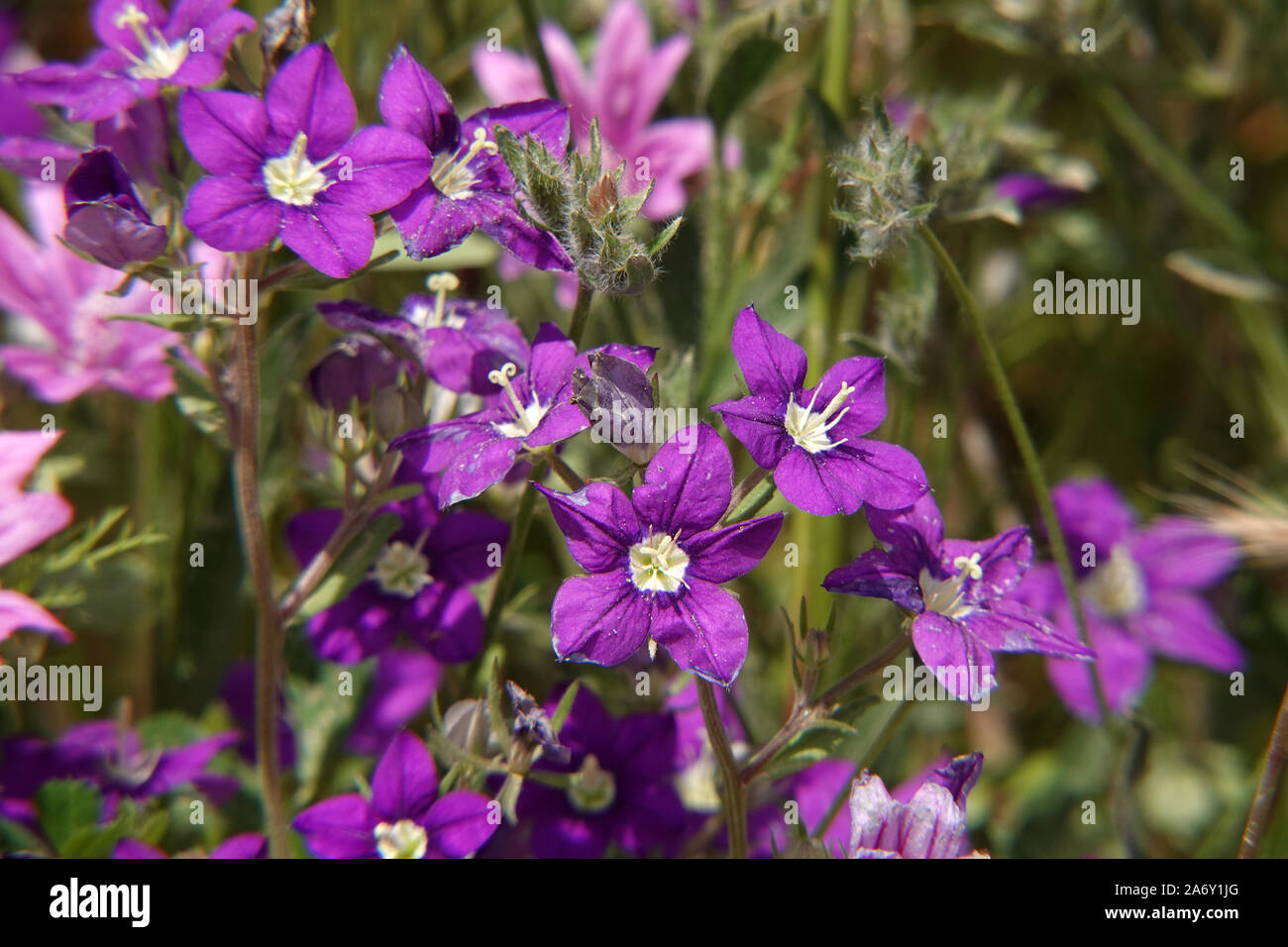 Legousia flowers Stock Photo