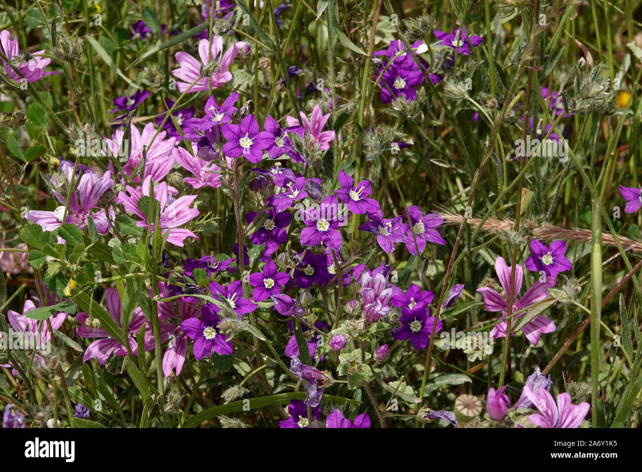 Legousia among hollyhock flowers Stock Photo