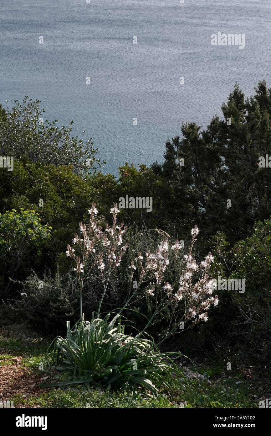 asphodel on Sardinia coastline Stock Photo