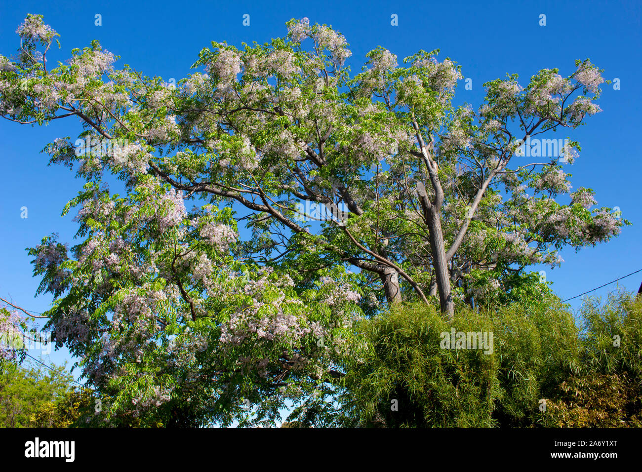 Pretty flowers of White Cedar scientific name Melia azedarach known as