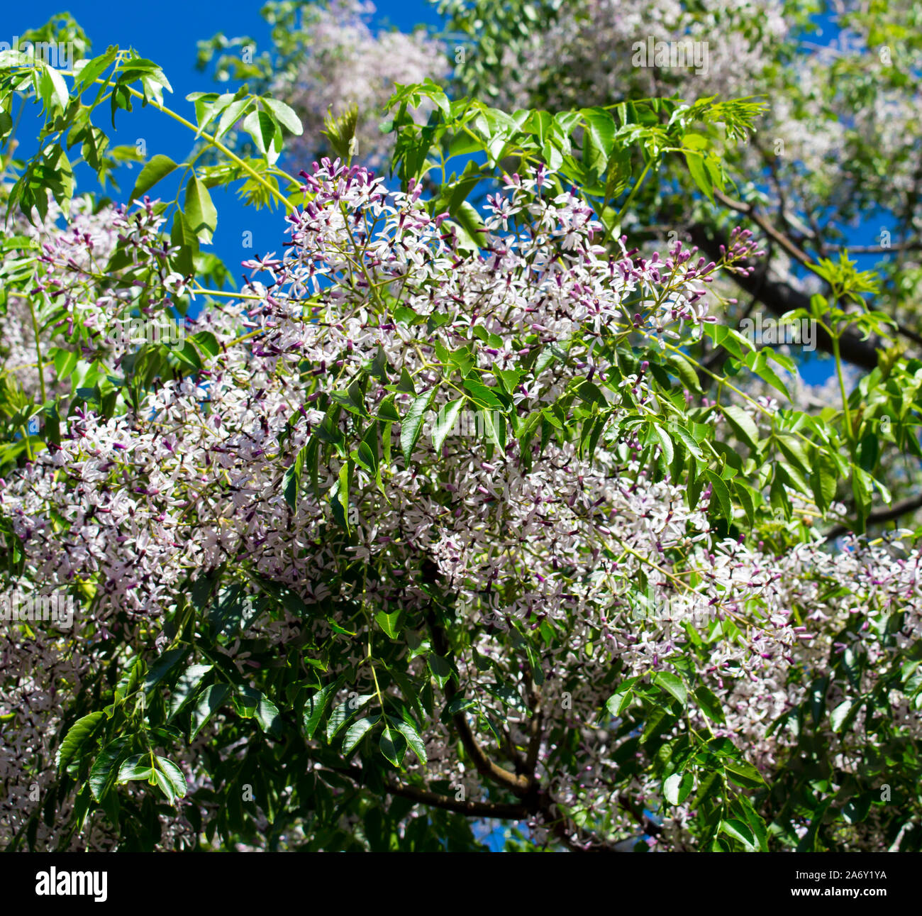 Pretty flowers of White Cedar scientific name Melia azedarach known as