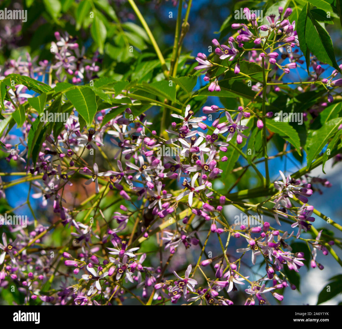 Pretty flowers of White Cedar scientific name Melia azedarach known as
