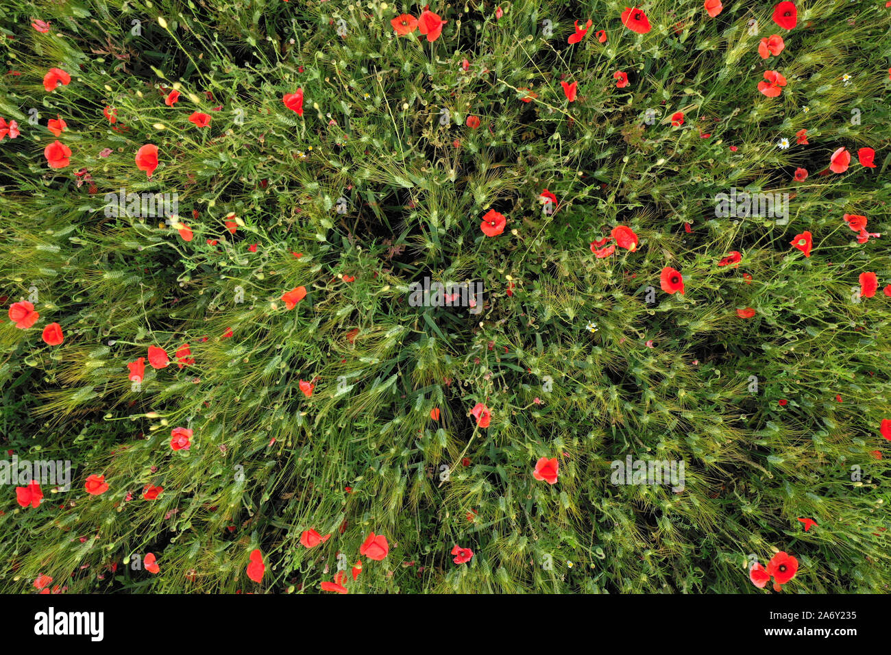 Grassfield High Resolution Stock Photography And Images Alamy