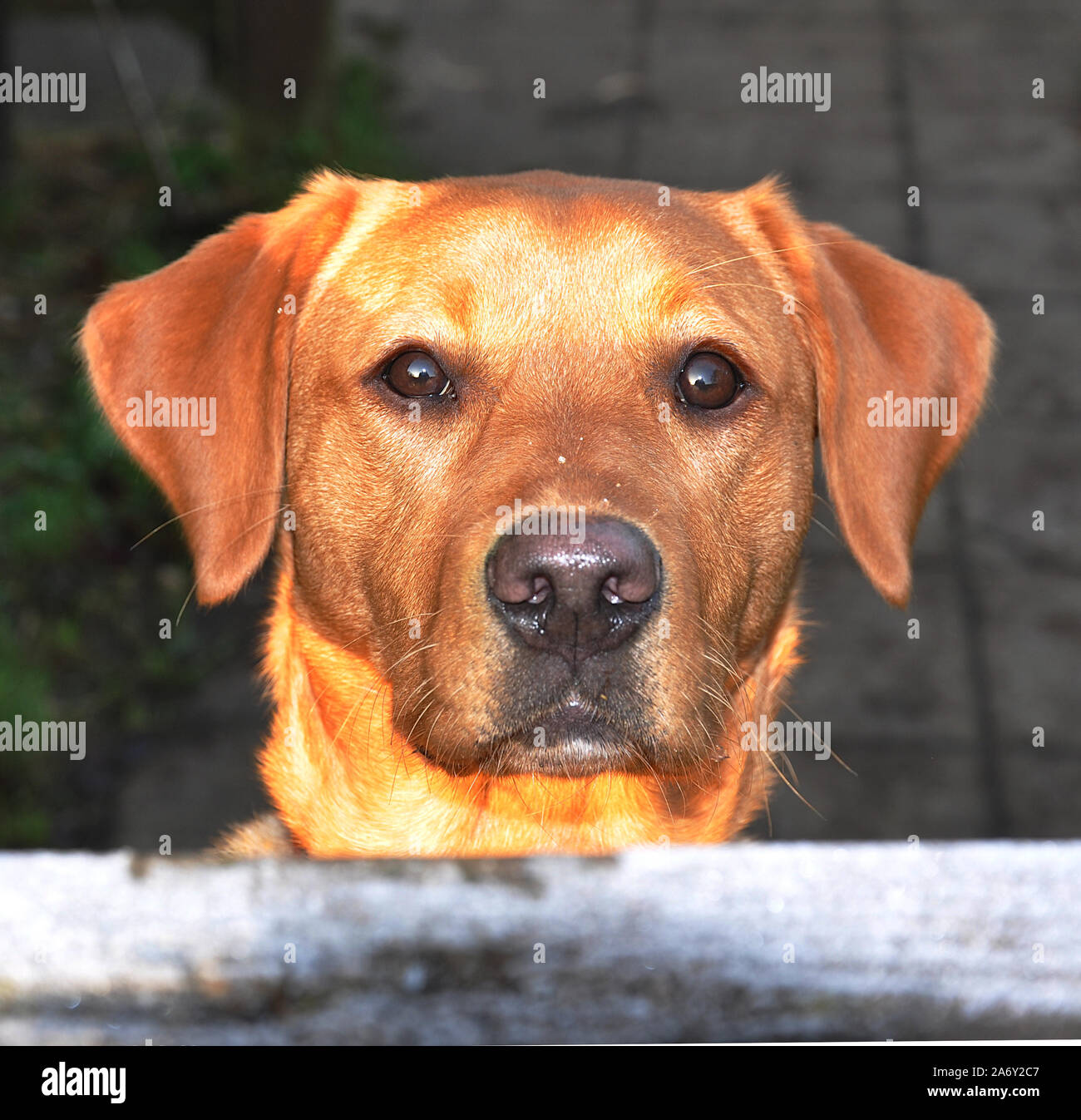 Red Fox Labrador Puppy Dog Stock Photo Alamy