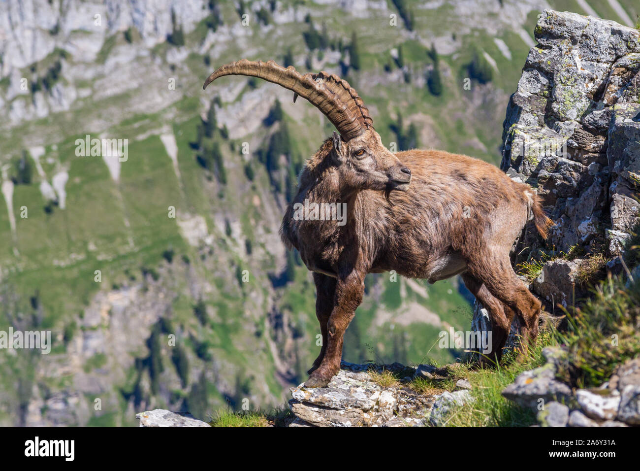 natural male alpine ibex capricorn standing at abyss looking back Stock Photo
