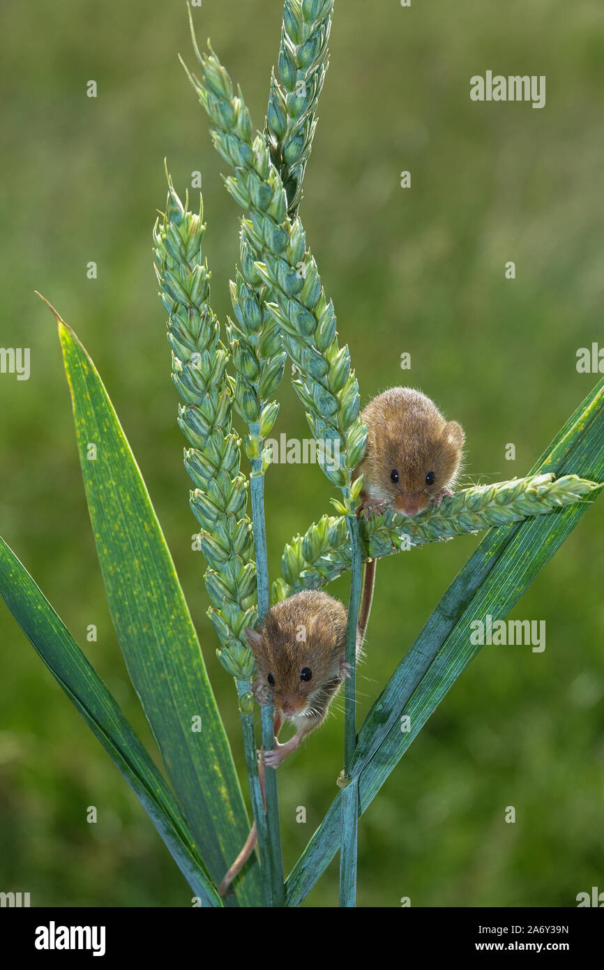 Harvest Mice on wheat ear Stock Photo