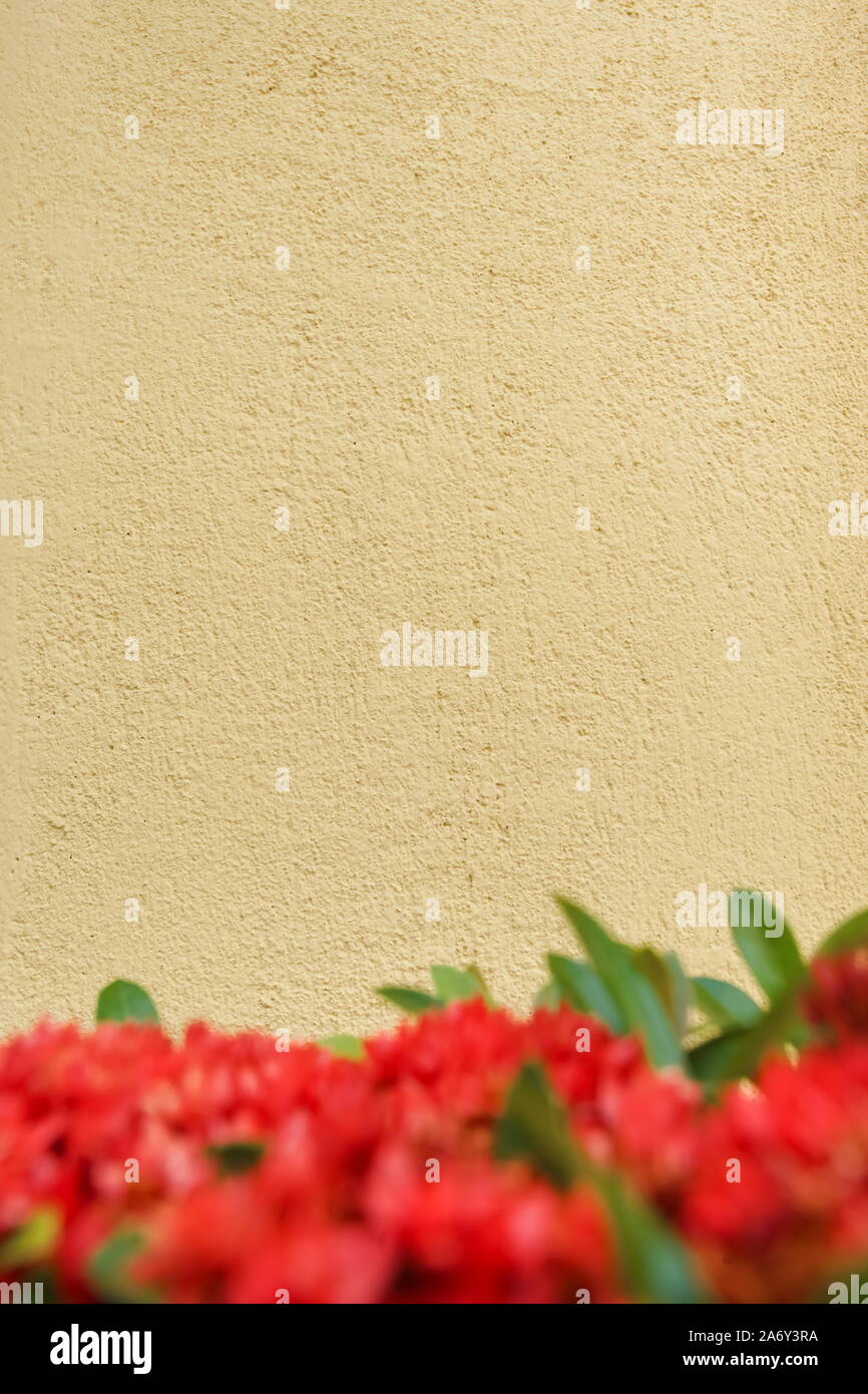 Frame of Beige color background with red flower foreground. Stock Photo