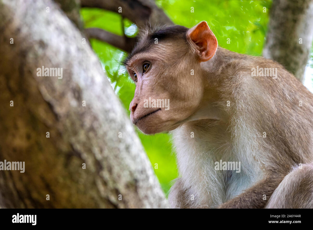 India Monkey Happy High Resolution Stock Photography And Images Alamy