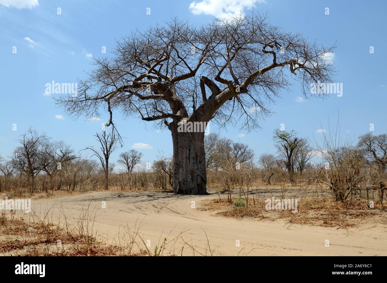 Upside Down Tree High Resolution Stock Photography and Images Alamy