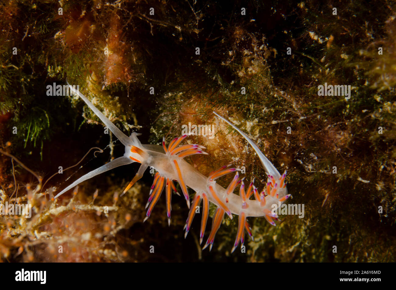 Sea Slug, Cratena peregrina, Glaucidae, Tor Paterno Marine Protected Area, Lazio, Rome, Italy, Mediterranean Sea Stock Photo