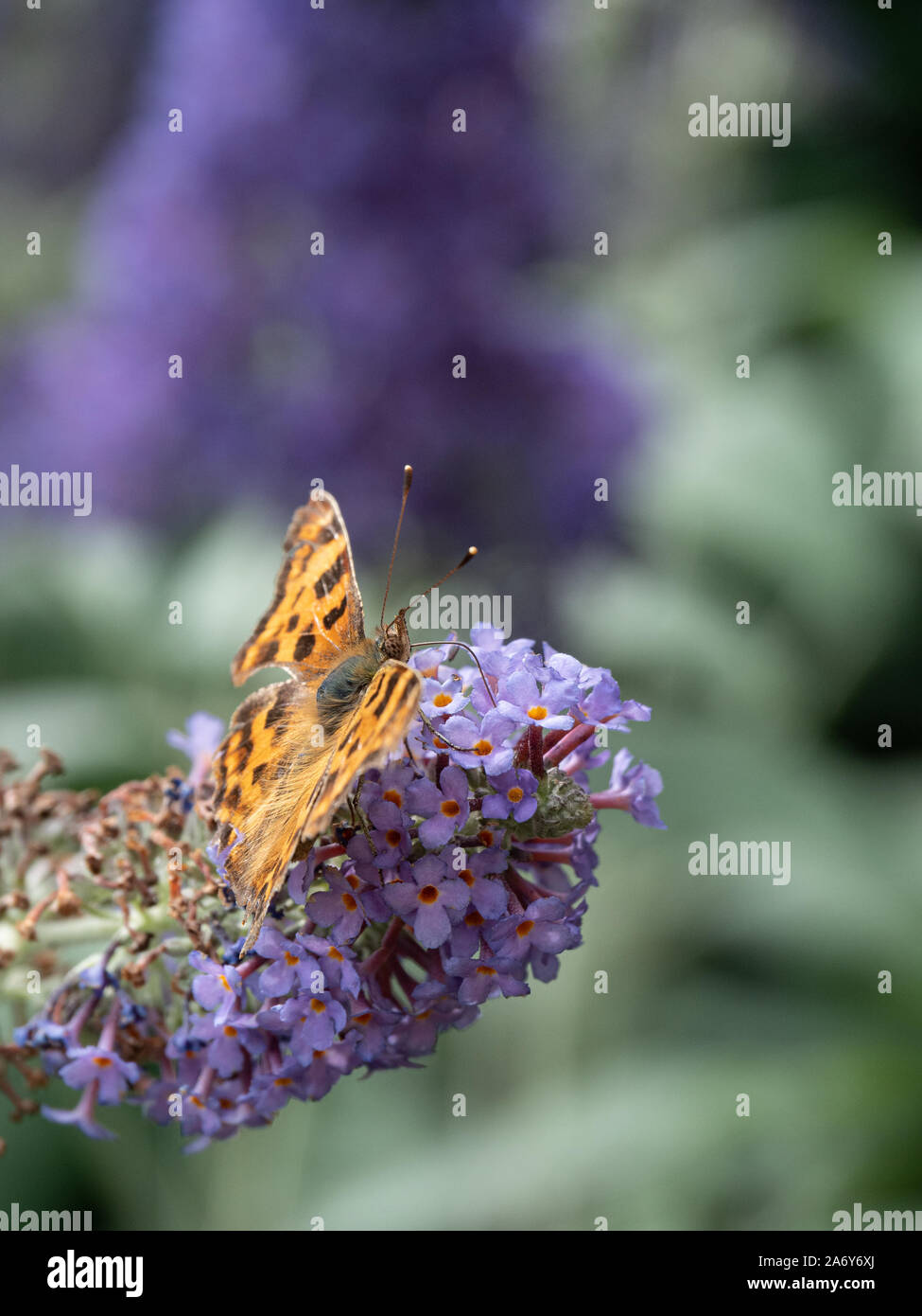 A comma butterfly wings spread feeding on a Buddleia flower spkie Stock Photo
