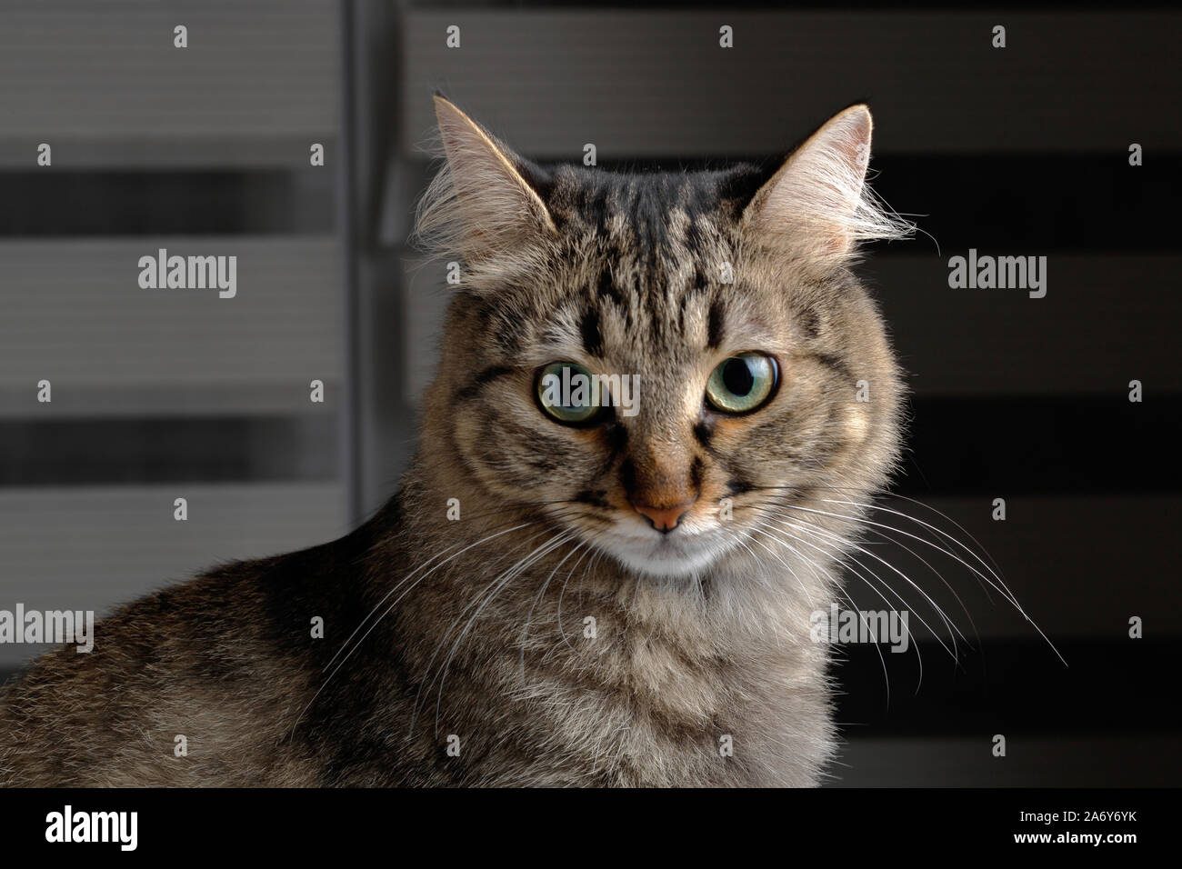 Cute young tabby cat looking at camera Stock Photo - Alamy