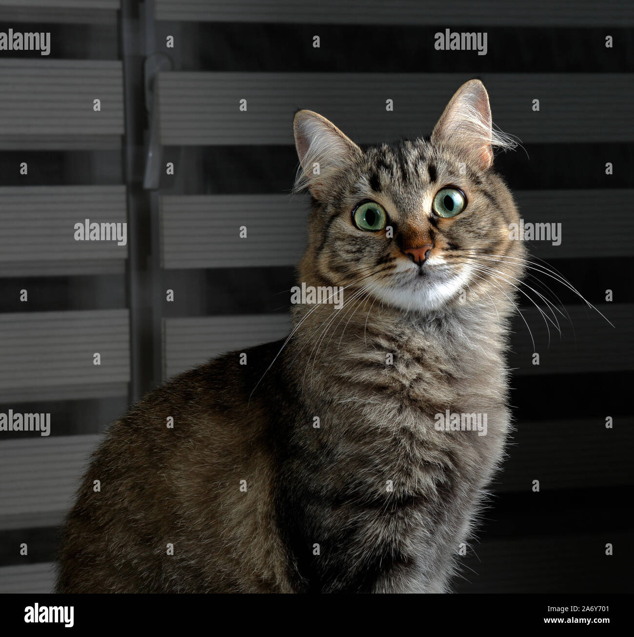 Cute young tabby cat looking at camera Stock Photo - Alamy