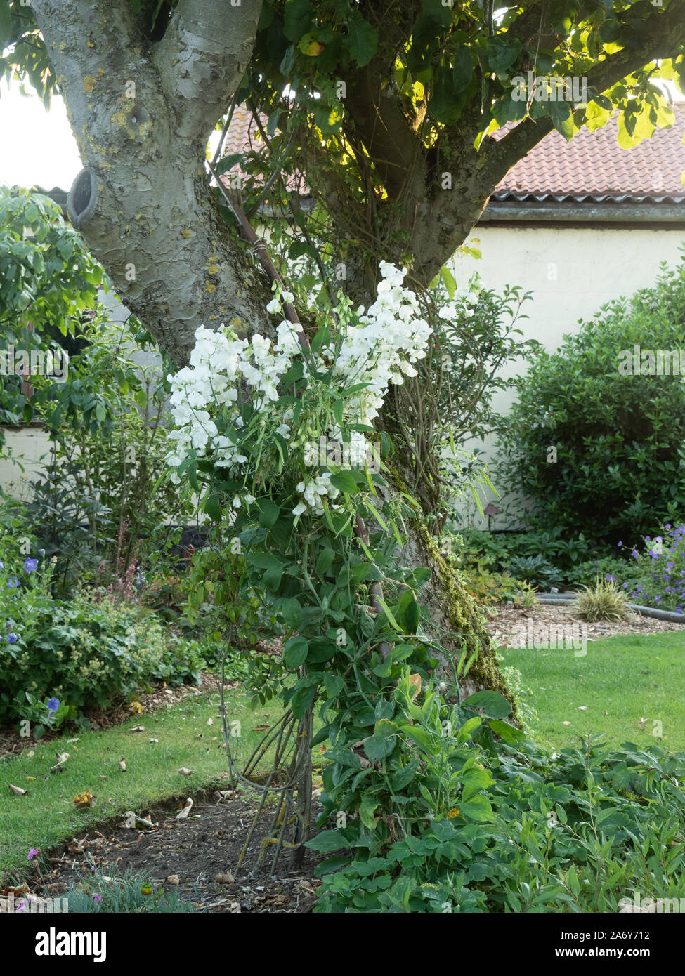 A flowering plant of the perennial sweet pea Lathyrus latifolius 'White Pearl' trained up an old apple tree Stock Photo