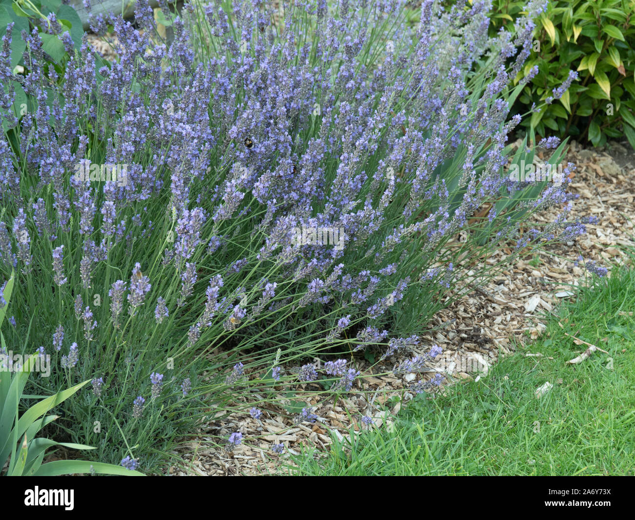 A close up of a hedge of Lavender Hidcote showing the violet flower spikes Stock Photo