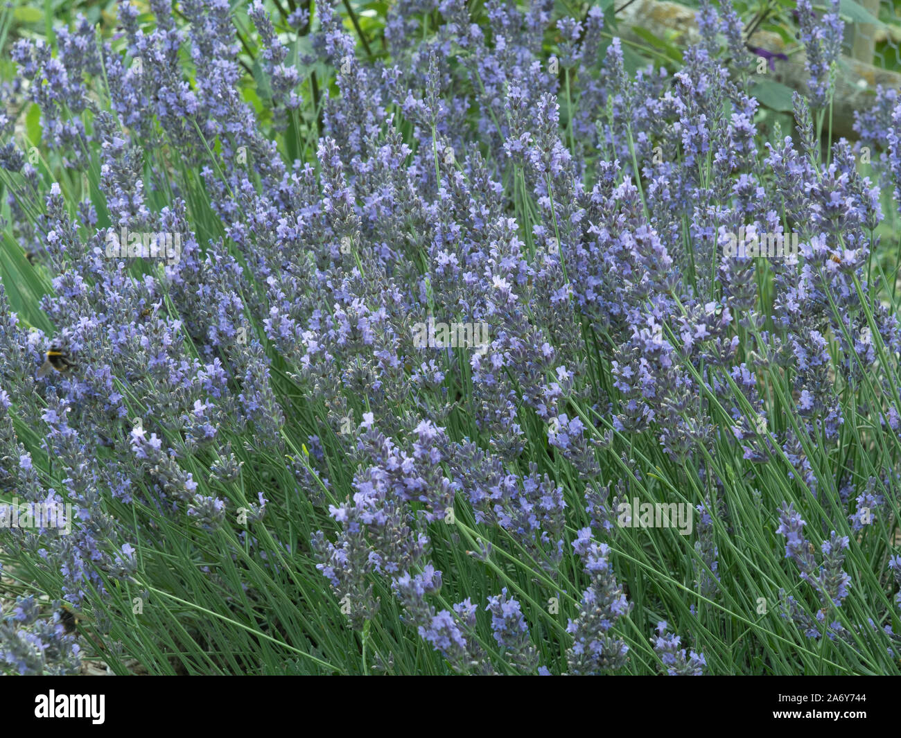 A close up of a large patch of Lavender Hidcote showing the violet flower spikes Stock Photo