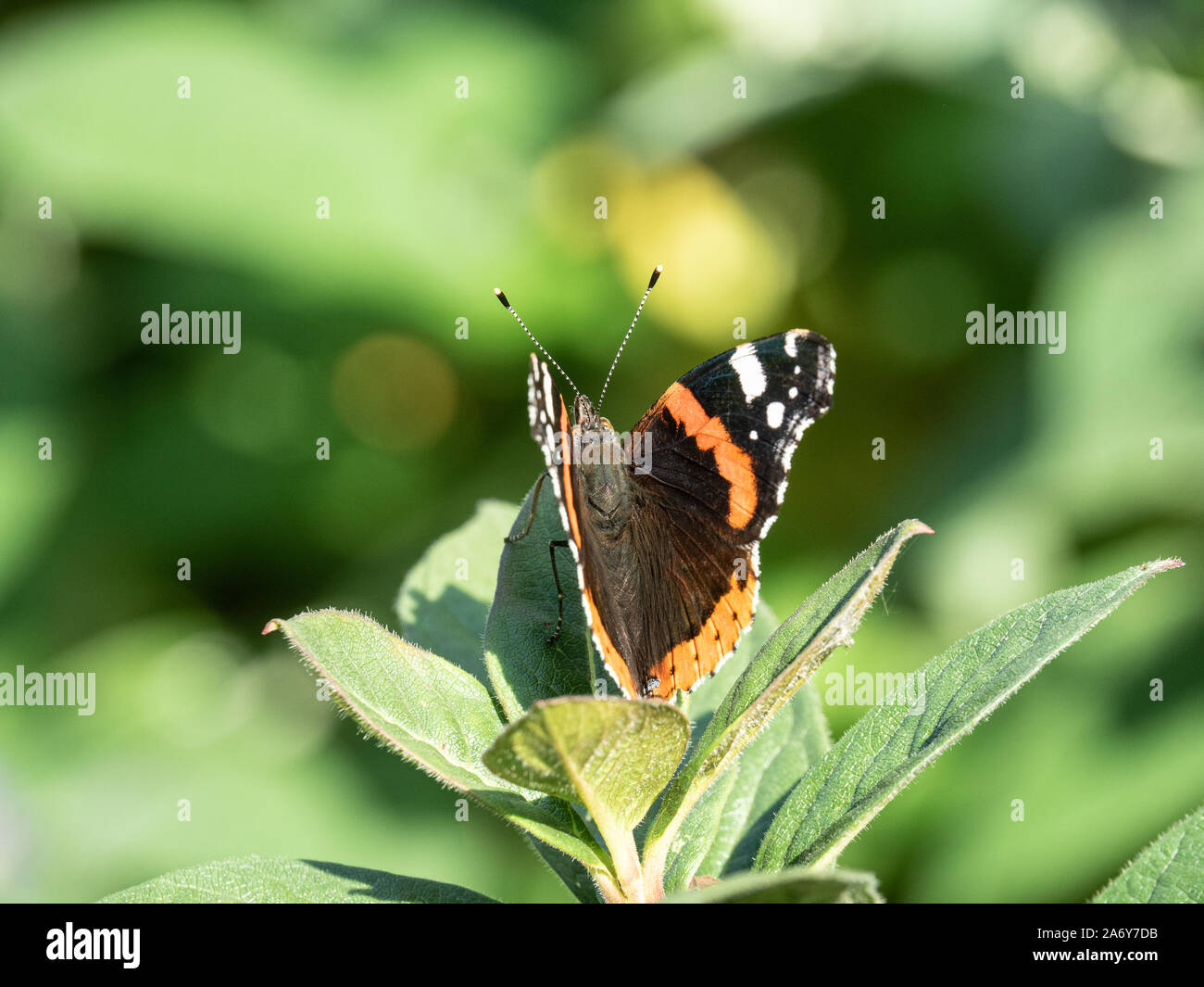 A close up of a red admiral butterfly showing the distinctive wing markings Stock Photo