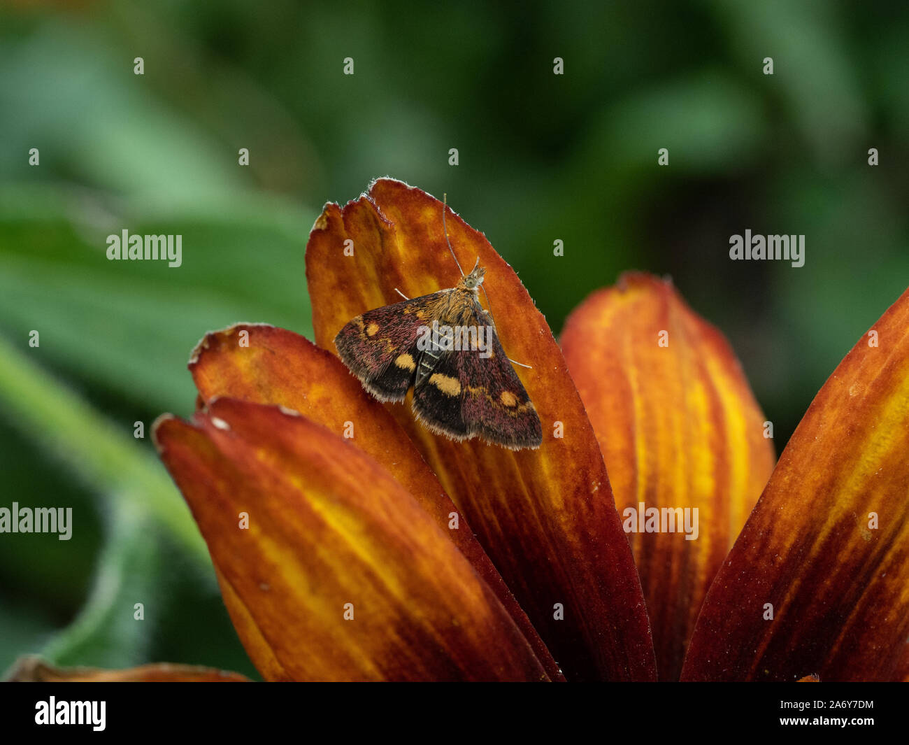 Moth wings hires stock photography and images Alamy