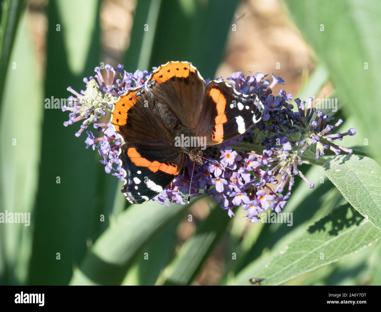 A close up of a red admiral butterfly showing the distinctive wing markings Stock Photo