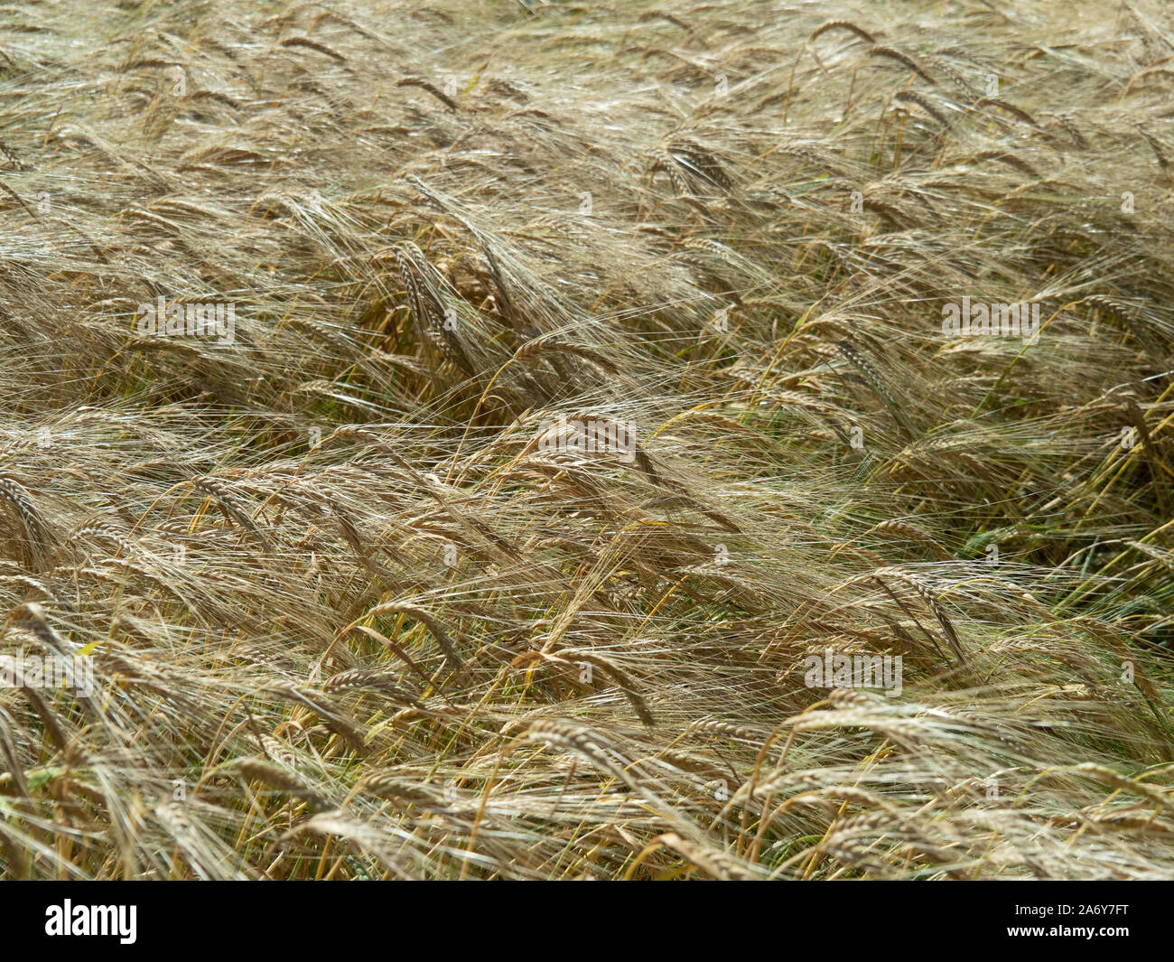 A low view across the ripe ears of a barley field Stock Photo