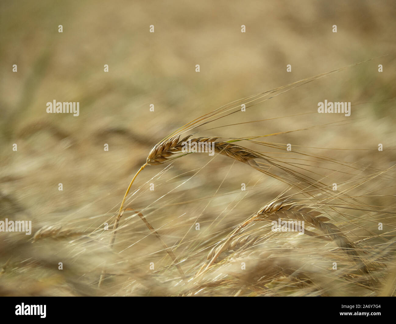 A single ripe barley ear picked out against the barley field Stock Photo