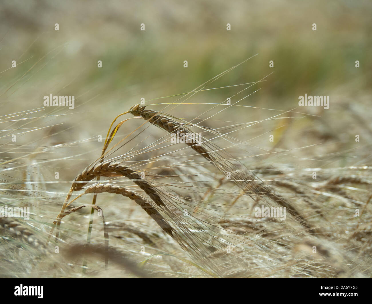 A single ripe barley ear picked out against the barley field Stock Photo