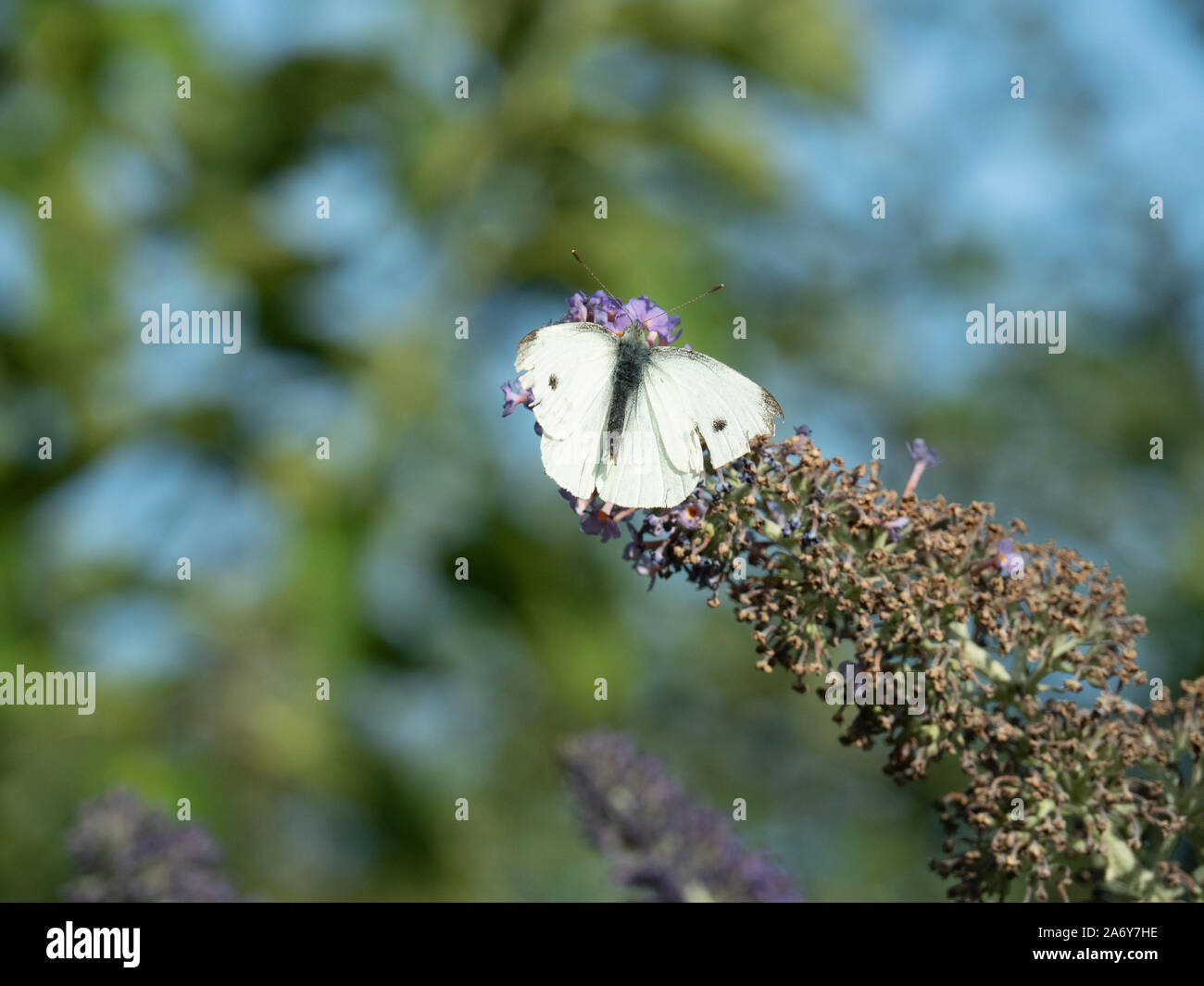 A small white butterfly feeding on a Buddleia spike Stock Photo