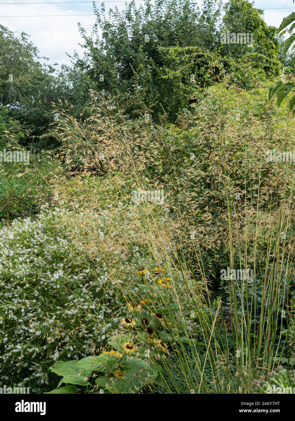 The golden seed heads of Stipa gigantea against the background of a mixed border Stock Photo