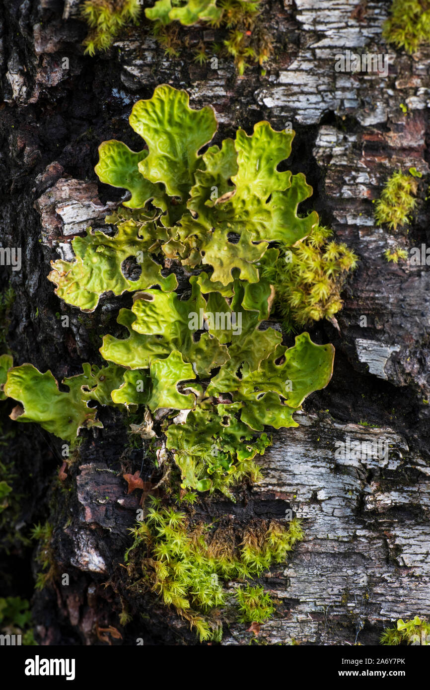 Tree lungwort (Lobaria pulmonaria) Stock Photo