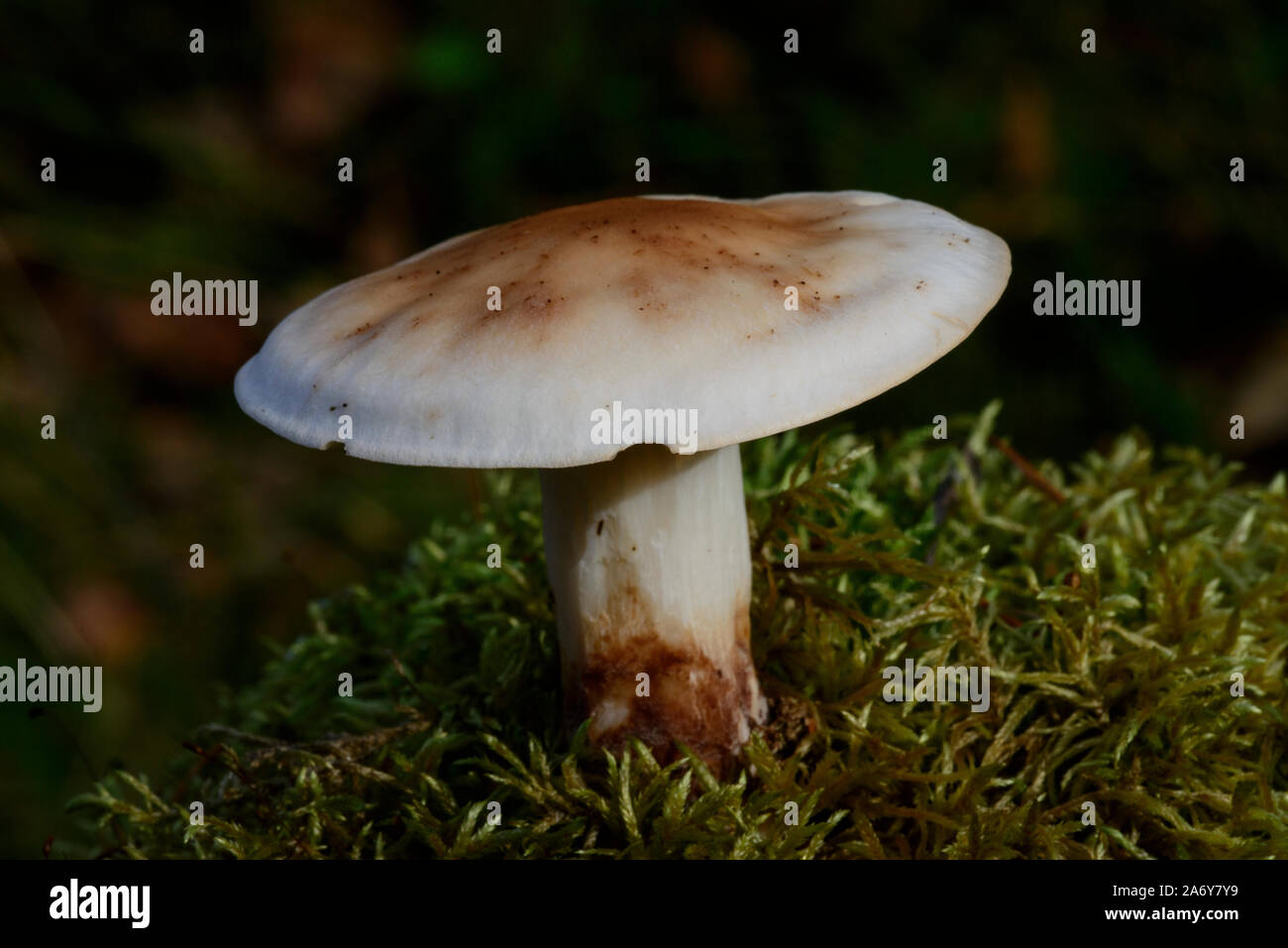 Poison pie fungi (Hebeloma crustuliniforme) Stock Photo