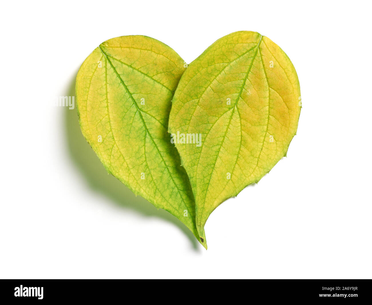 Heart shaped leaves isolated on white background Stock Photo - Alamy