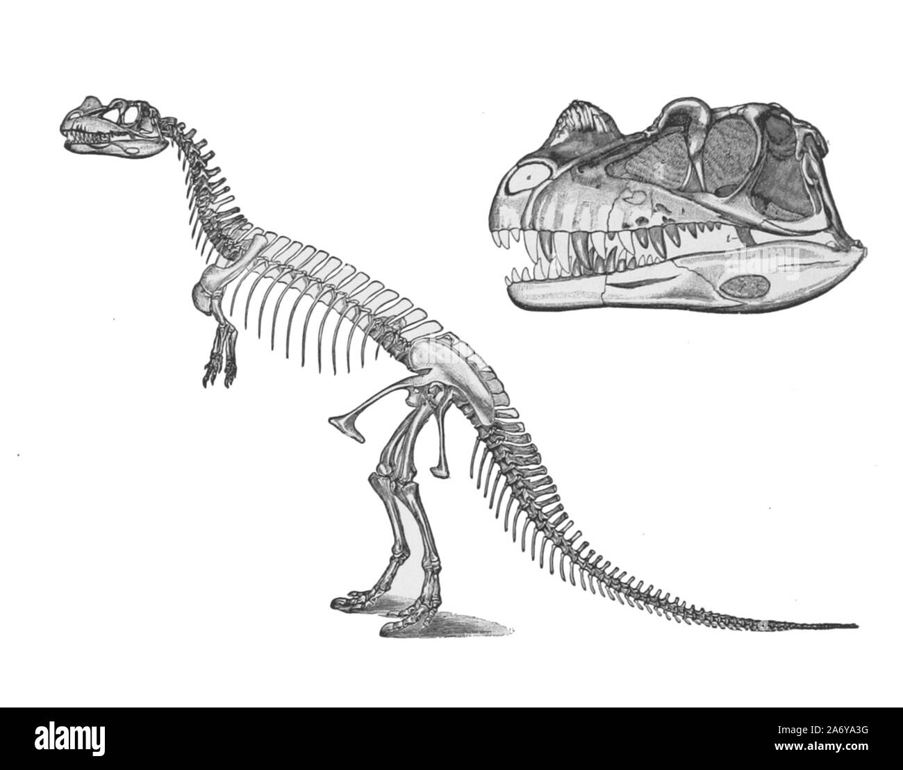 vintage illustration of an extinct animal Stock Photo - Alamy